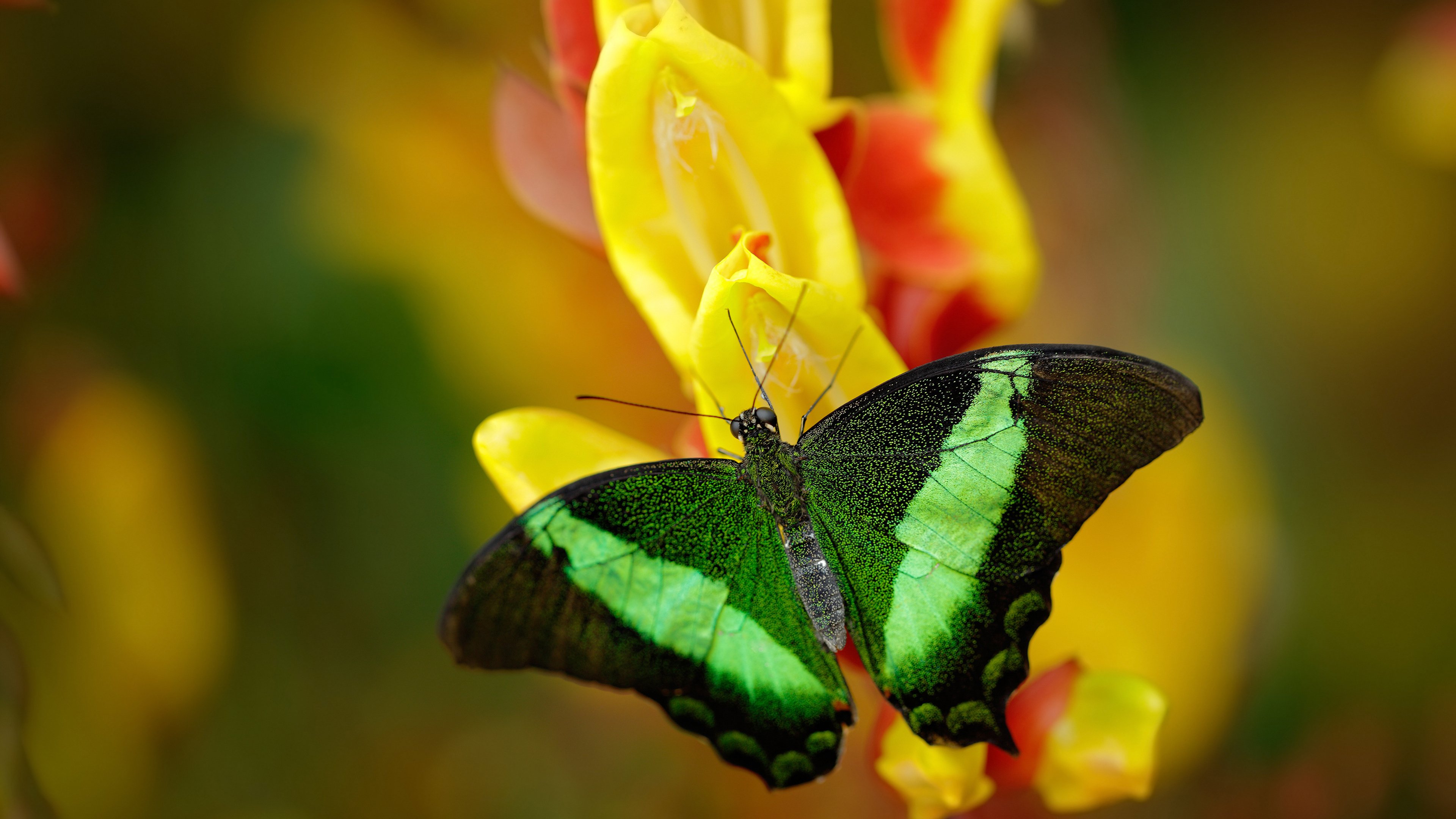 金色球拍指挥的交响乐，中国队完胜法国队，王皓状态火热引领团队致胜