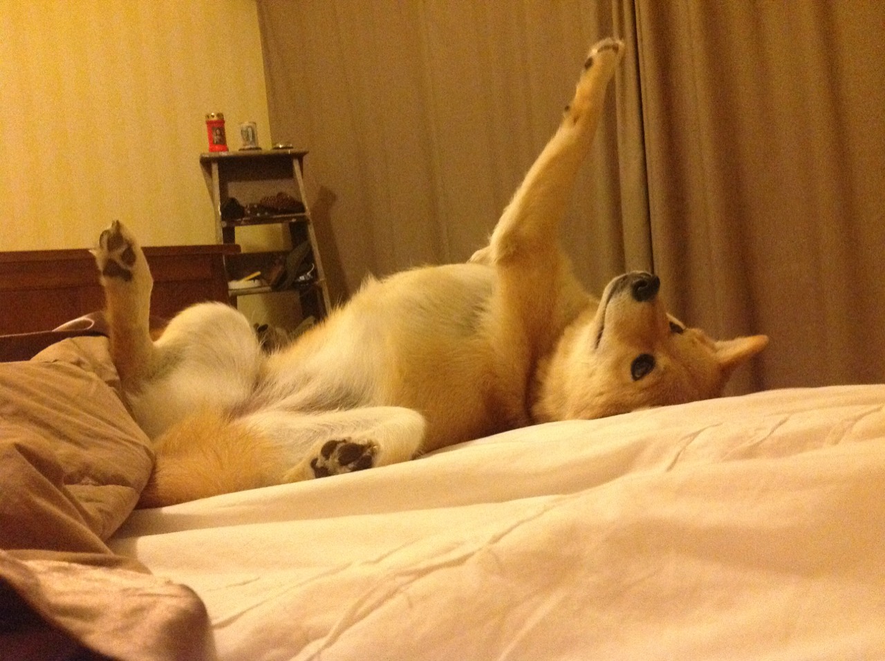 温网vs澳网，阿尔卡拉斯领军险胜，网球史诗对决