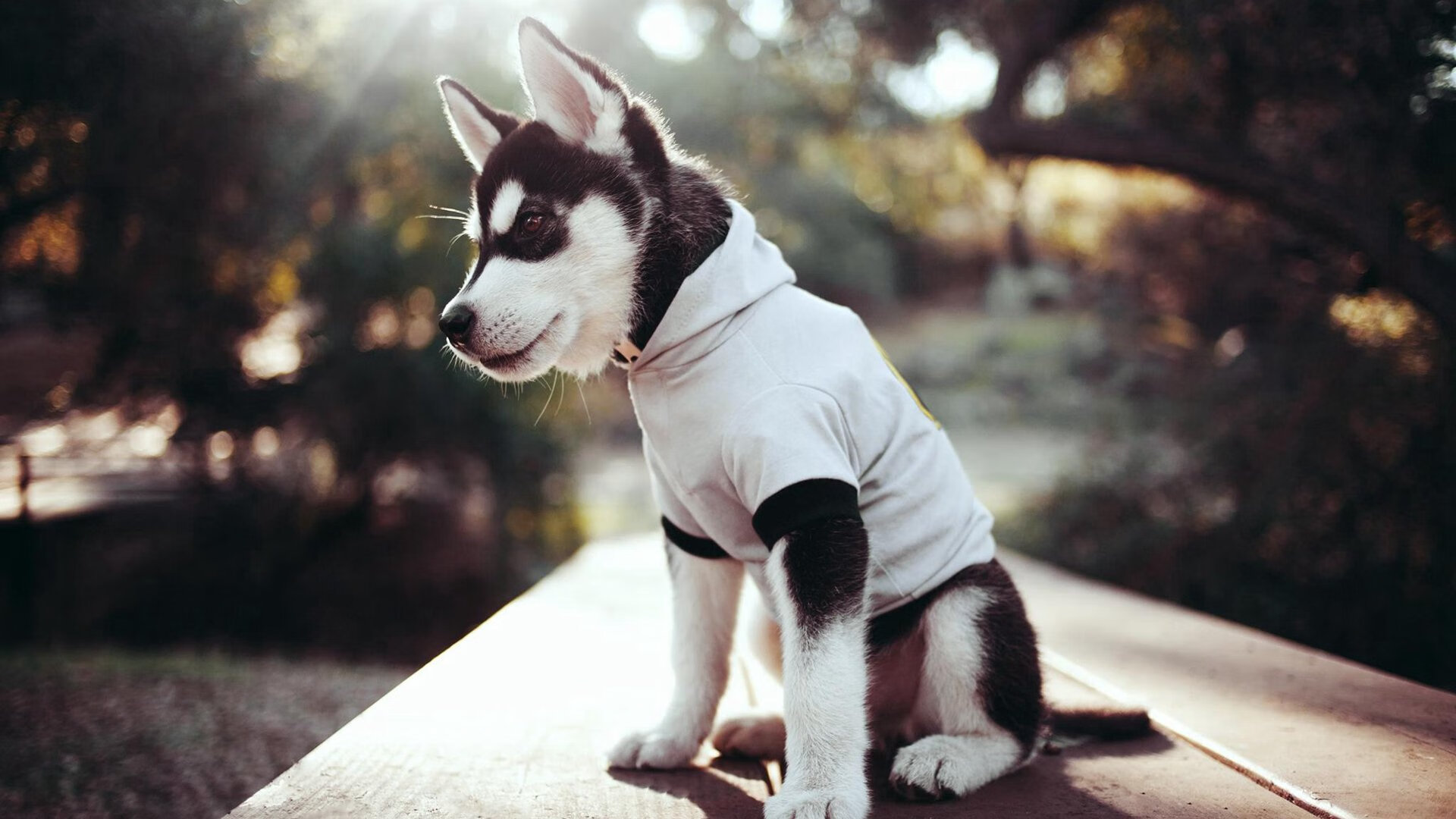 银石鏖战，阿斯顿马丁与索伯的攻防血战，与乔治·拉塞尔的孤独王座