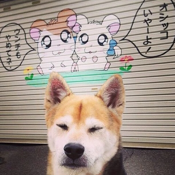 从年终总决赛到戴维斯杯,接过贝克尔接力棒,兹维列夫扛起德国网球大旗