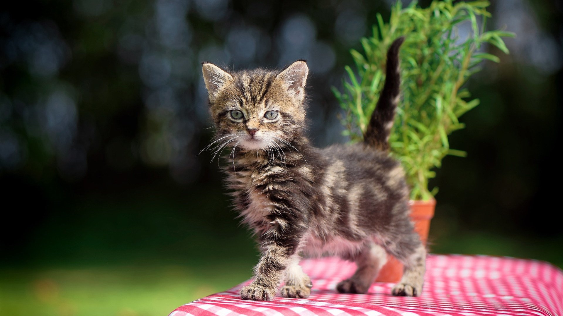 抢七夜,唯有星光不坠落