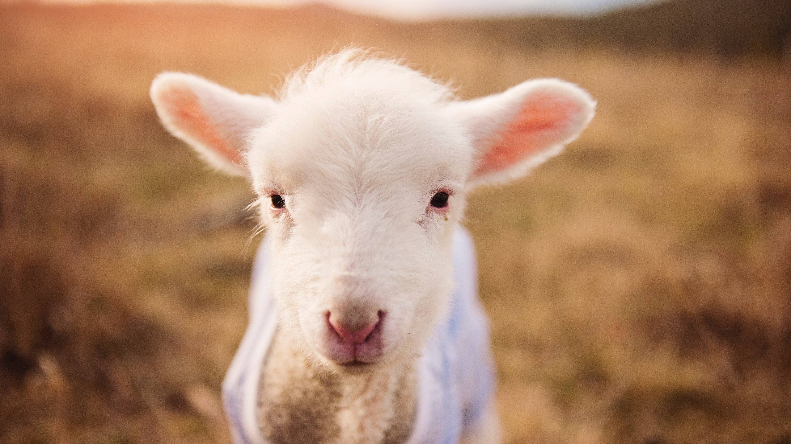 伟大剧本的唯一性，当新西兰的蓝色旋风与莱万的红色火焰照亮体育之夜