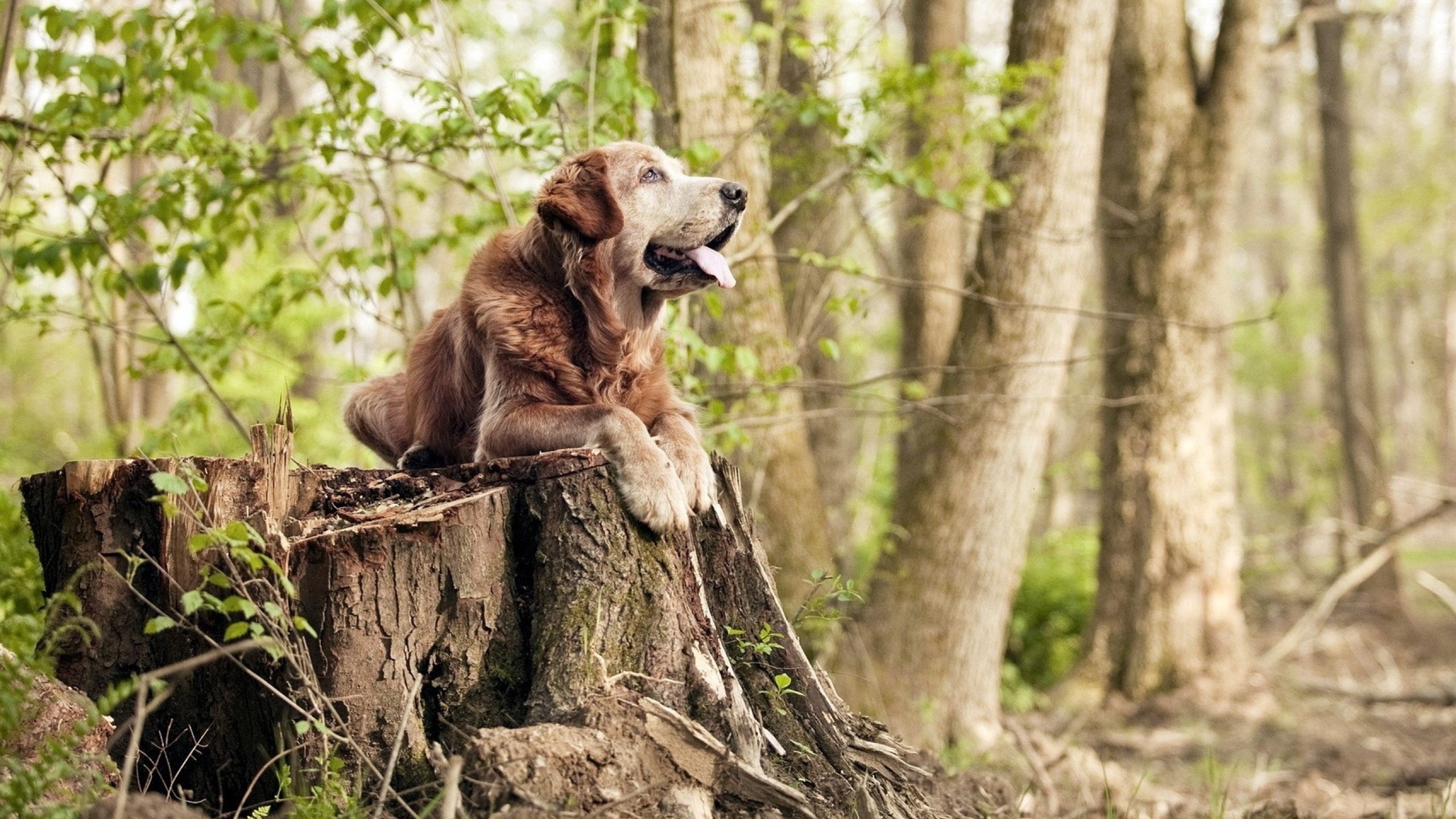 凌晨四点的悬念终结者，维尼修斯在世界排名争夺夜的致命一击
