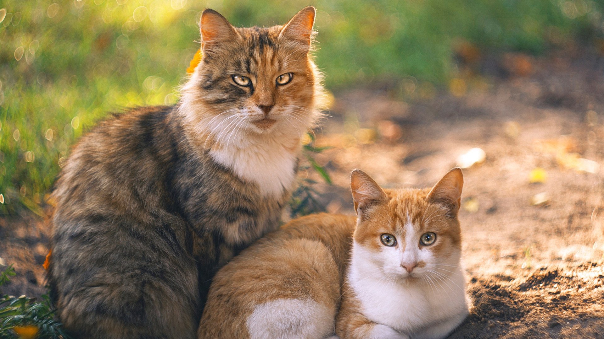 足球与花岗岩，当斯通斯的文艺复兴遭遇冰岛的维京战吼