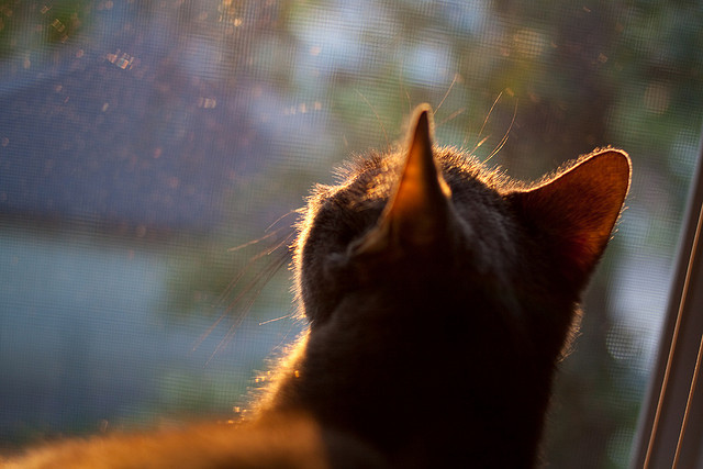出人意料的黑马!安哥拉奇迹夺魁,中场大师莫德里奇防守端铸就铜墙铁壁