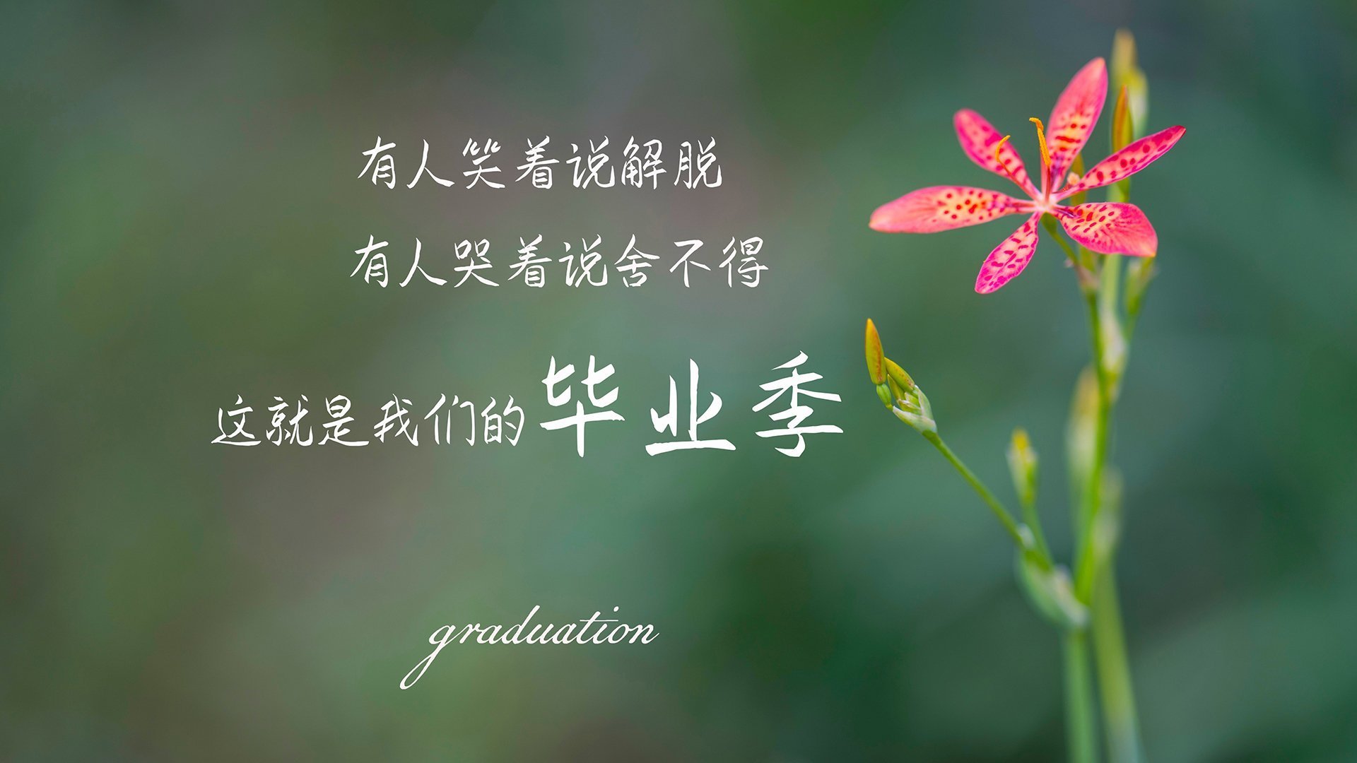 极夜、极光与极速,贝林厄姆的美加墨世界杯之夜