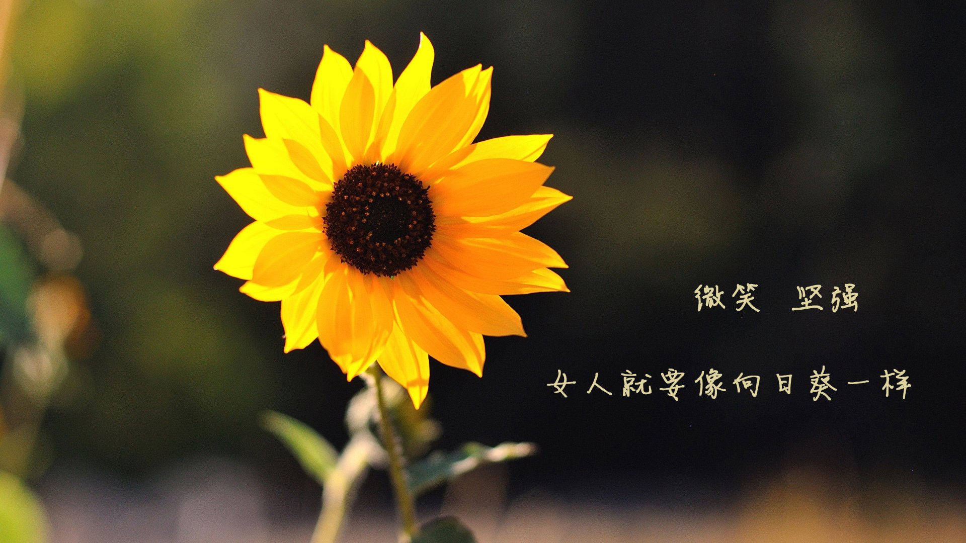冰岛血色风暴，2026世界杯F组，登贝莱的维京怒吼如何撕碎泰国