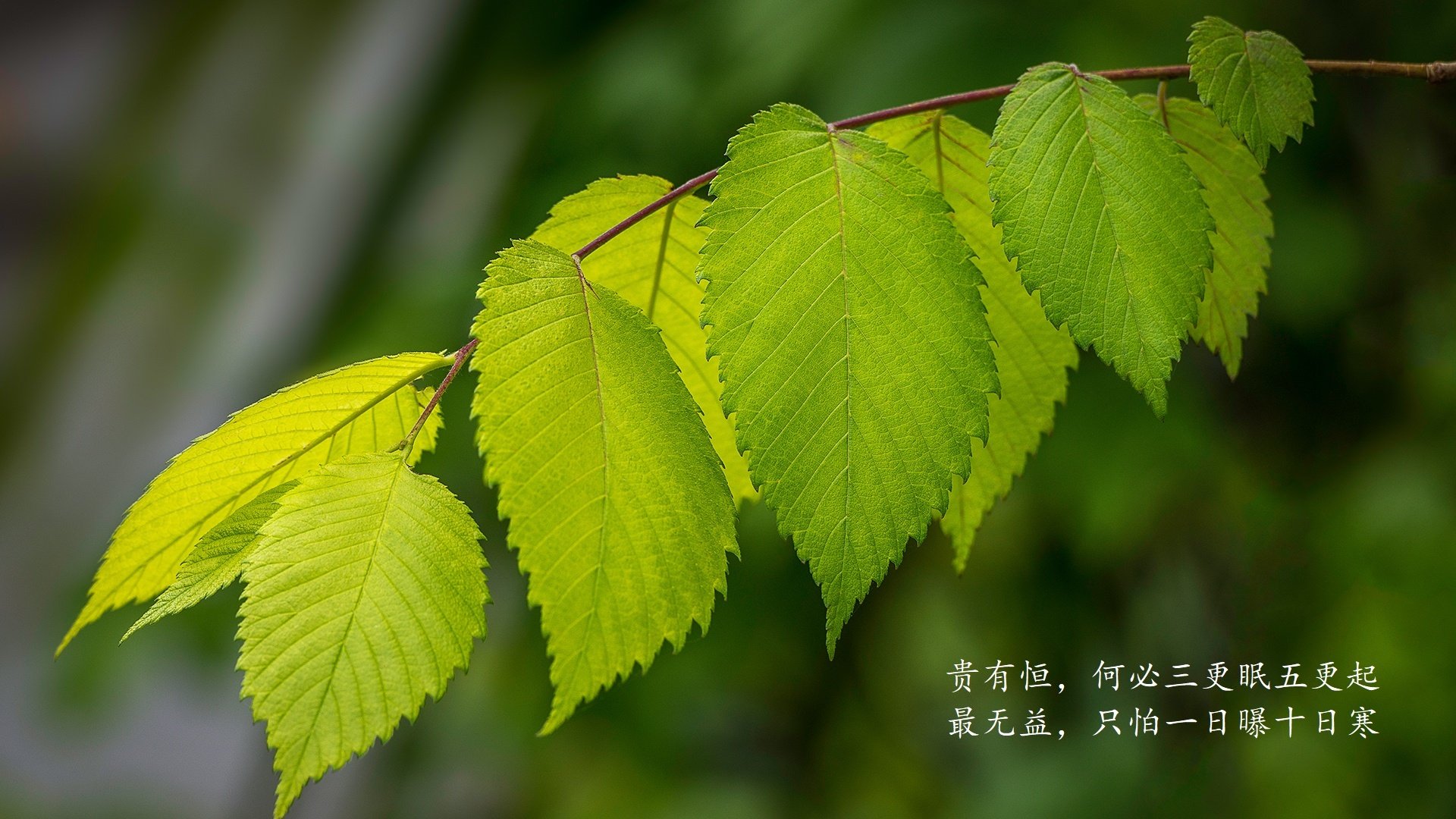 橙衣蒙尘，黄衫耀世，罗马尼亚如何在2026世界杯D组以铁血战术压制荷兰