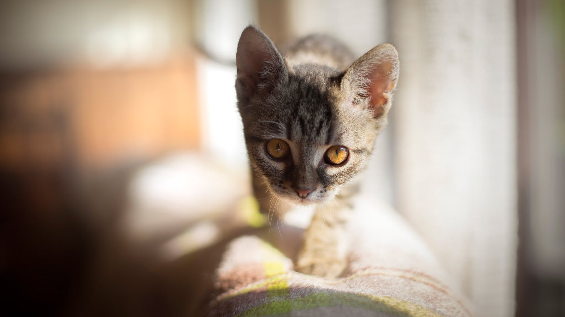 爱游戏官方-生死战中的完美风暴，当澳大利亚的钢铁洪流遇上加纳的溃堤之夜—2026世界杯托纳利攻防转换启示录